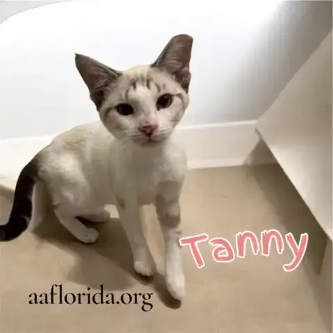 Tanny