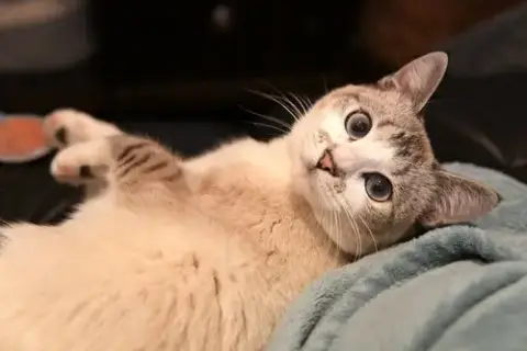 Lyla photo 4