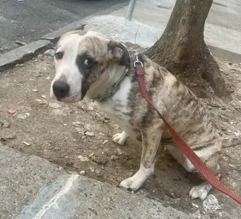 Lily photo 3