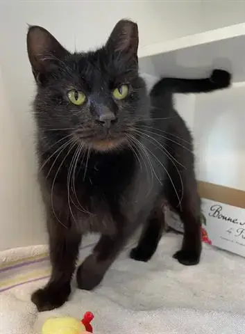 Ninja
