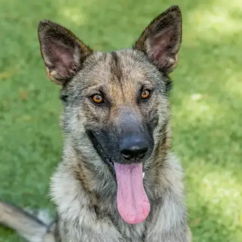 Maya