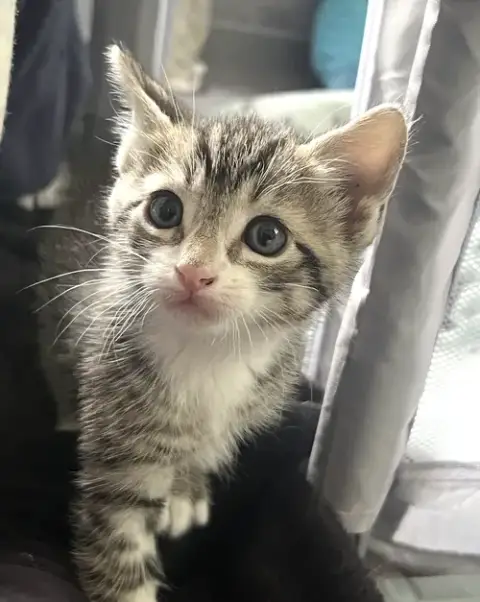 Momma Honey'S Litter: Cookie photo 2