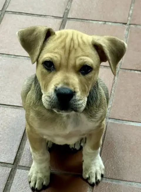 Hazel