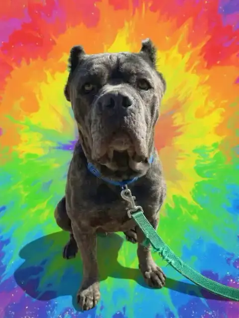 Bluebelle: Not At Shelter