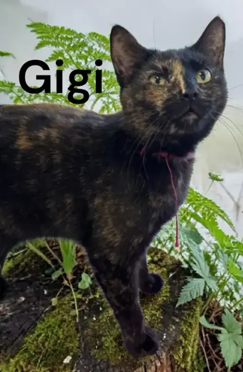 Gigi