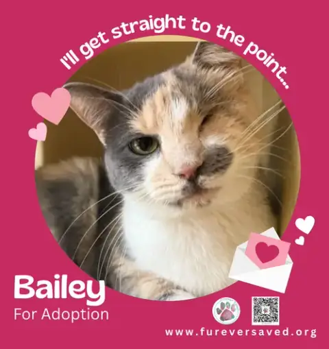 Bailey photo 3