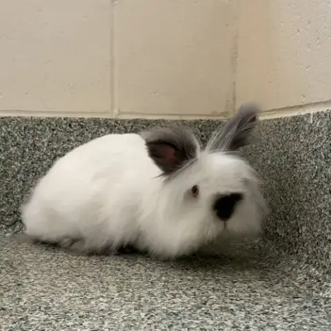 Snowball