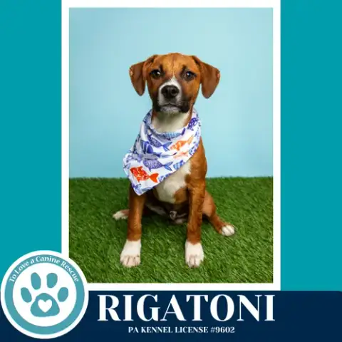Rigatoni