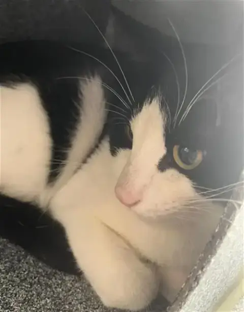 Oreo