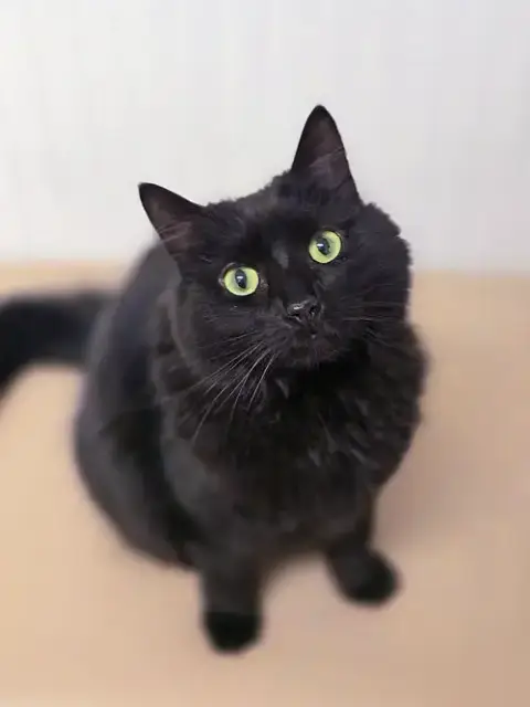 Tabitha