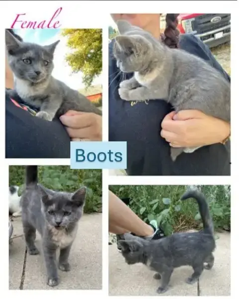 Boots