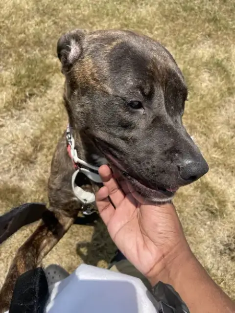 Pepper