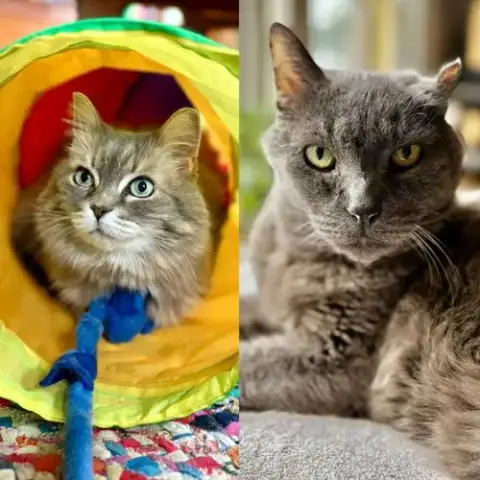 Smokey Joe / Cookie Monster