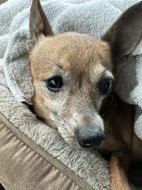 June Bug