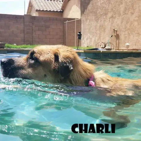Charli photo 2