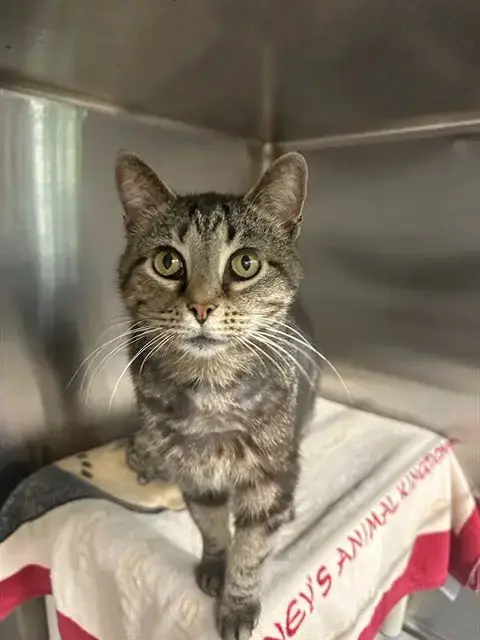 Cecelia
