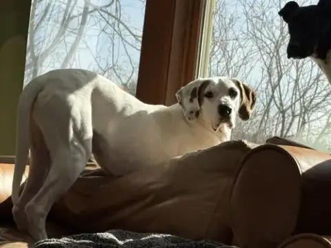 Krypto photo 5