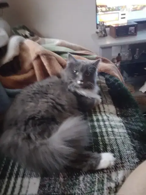 Gracie