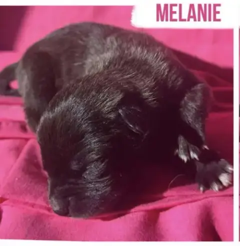 Melanie photo 2
