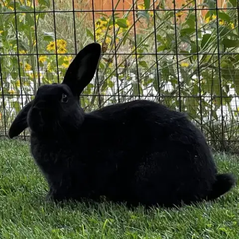 Lady Bunny photo 3