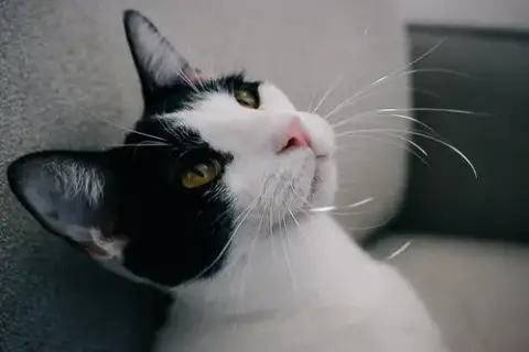 Rico