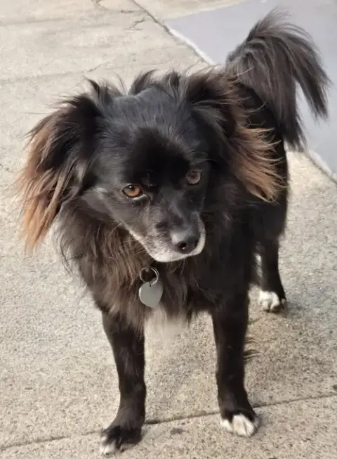 Domino photo 5