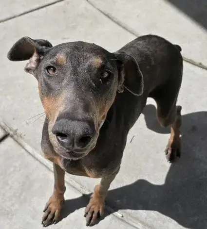 Rufus