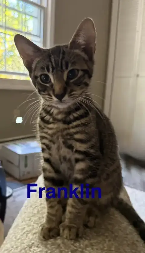 Franklin photo 2
