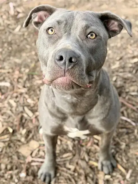 Roxy