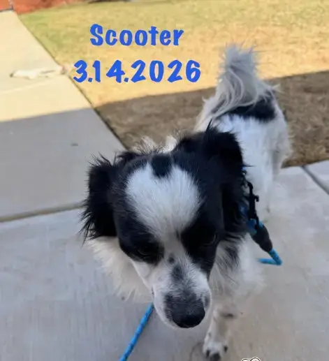 Scooter photo 3