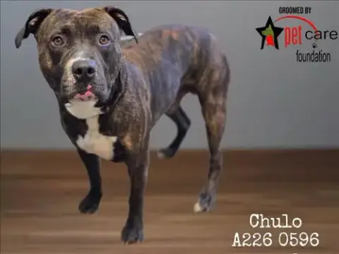 Chulo