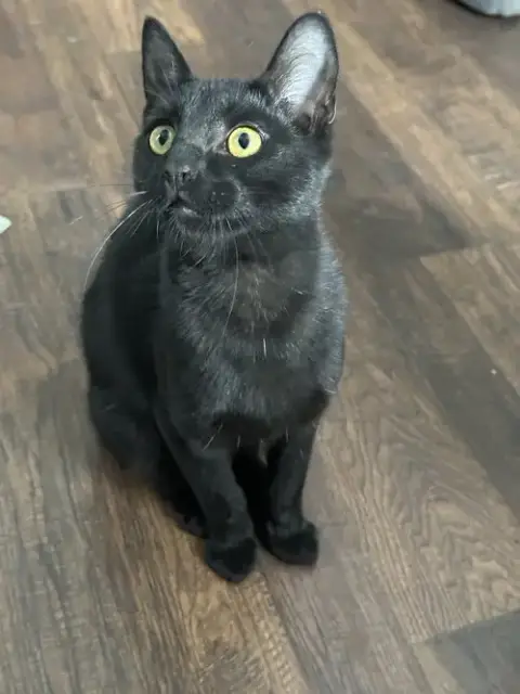 Mia Kitten