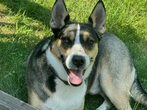 Buddy