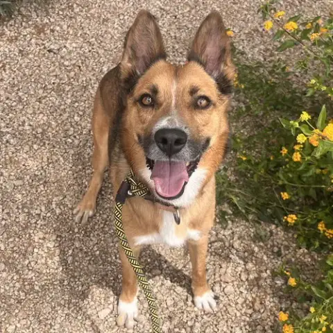 Taz