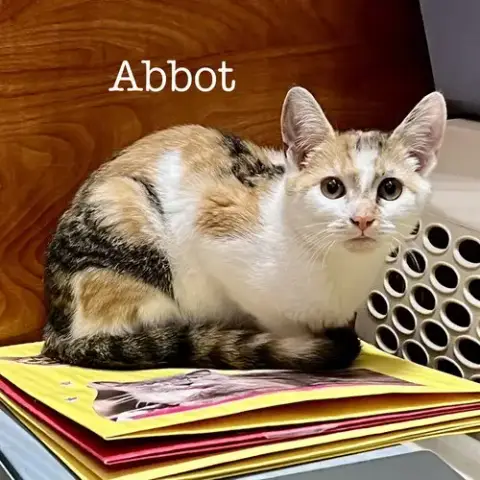 Abbot photo 2
