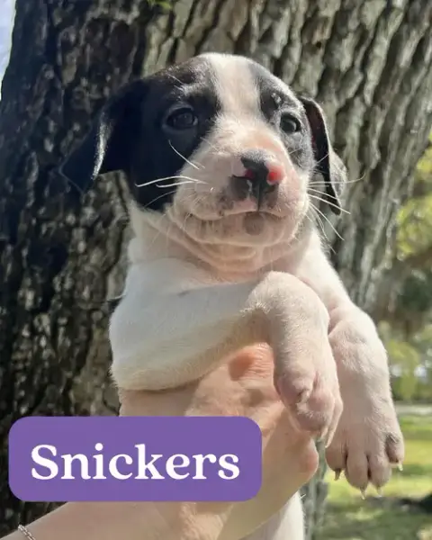 Chilli Pup -Snickers photo 4