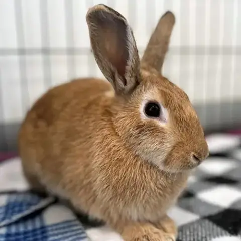 Ginger