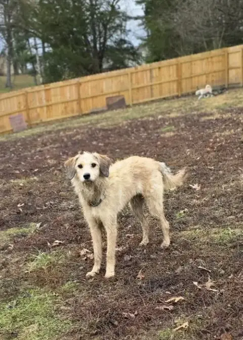 Chancie