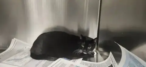 Bart
