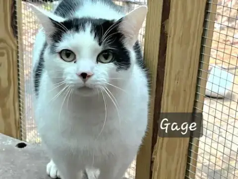 Gage photo 2