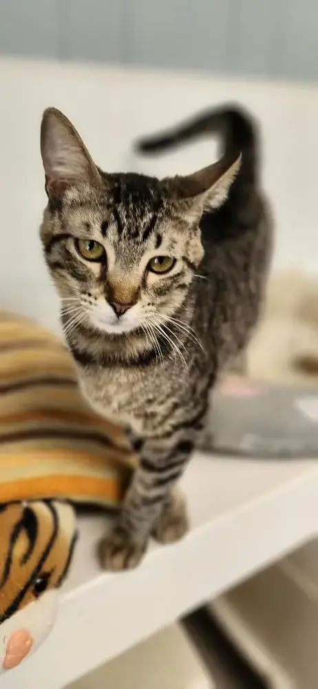 Cat 27541