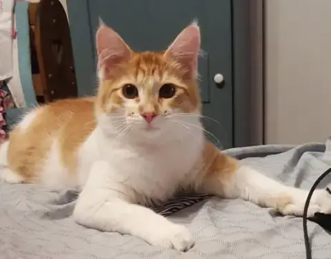 Julius