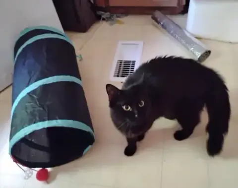 Onyx