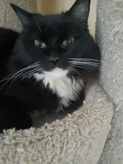 Senior Cats photo 2