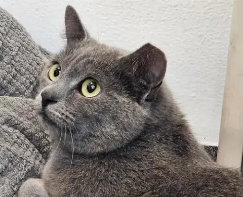 Penelope