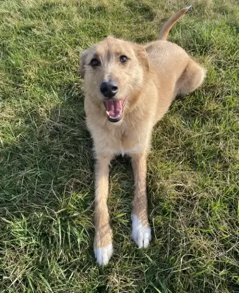 Roscoe