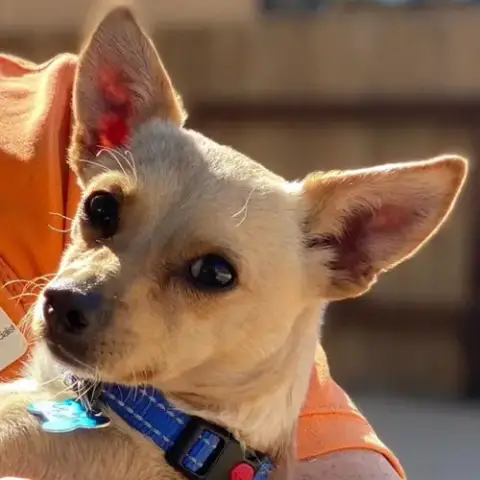 Candy Corn photo 4
