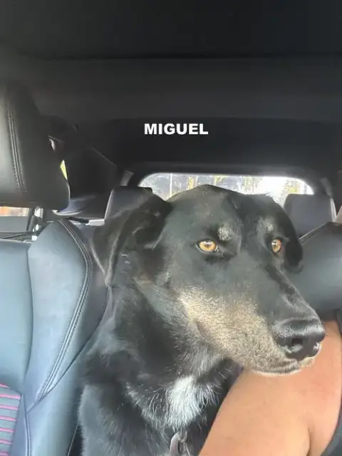 Miguel photo 3