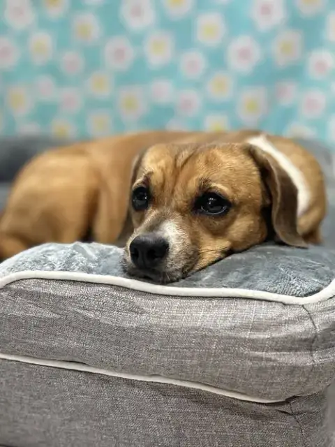 Biscuit The Beagle photo 2