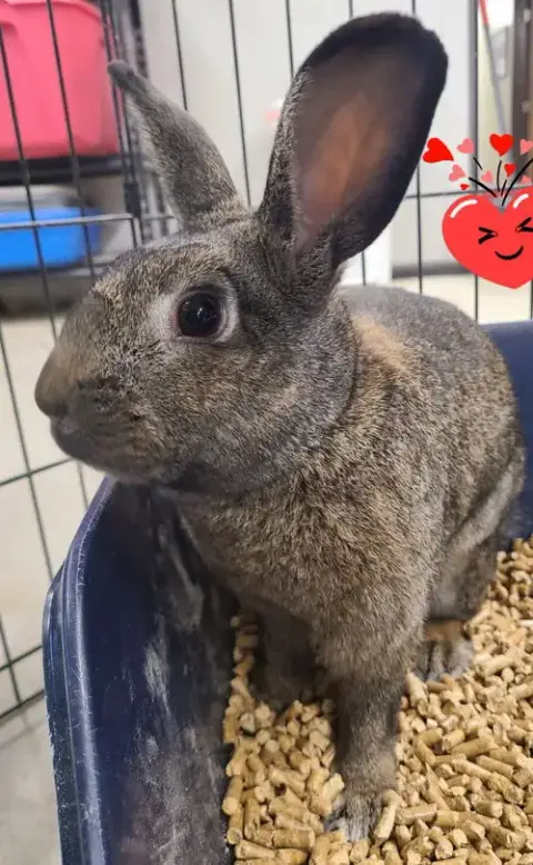Wendell